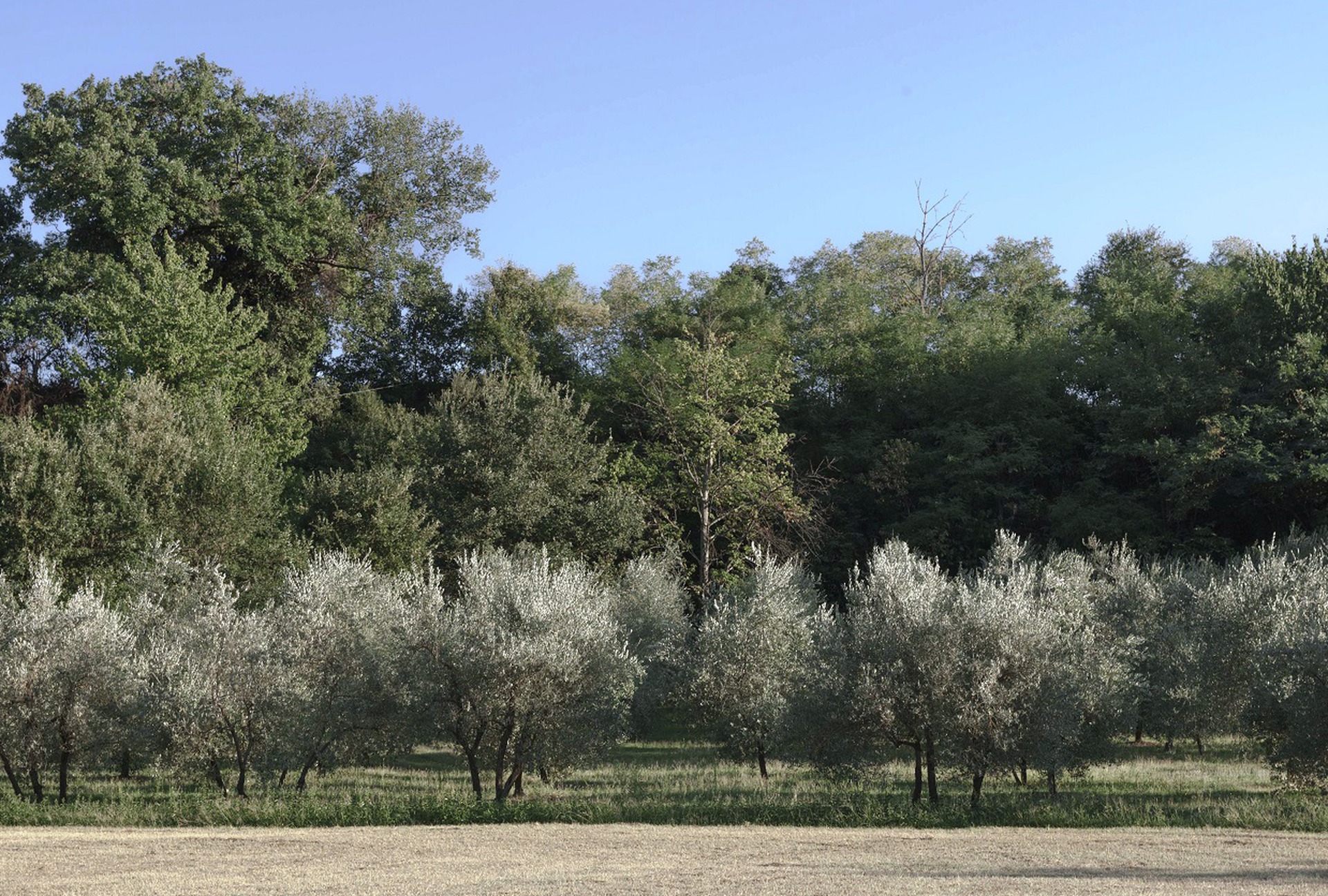 Olive Grove