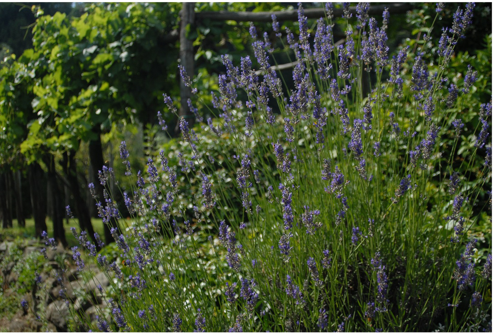 Garden detail