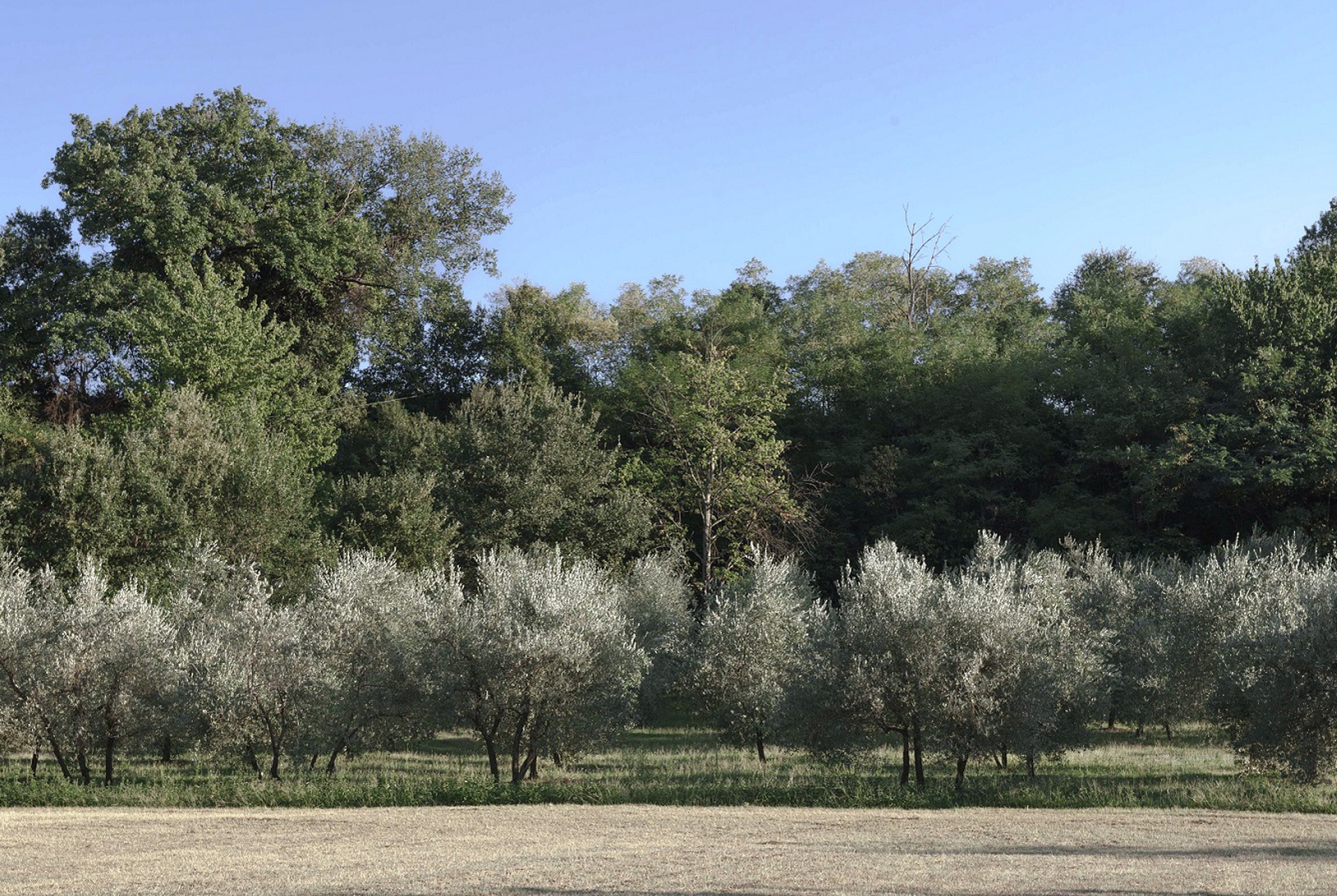 Olive grove